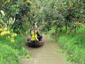 Mekong Delta fruit orchards