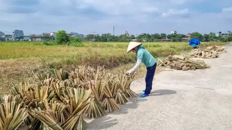 Drying bamboo – A step in the incense production process