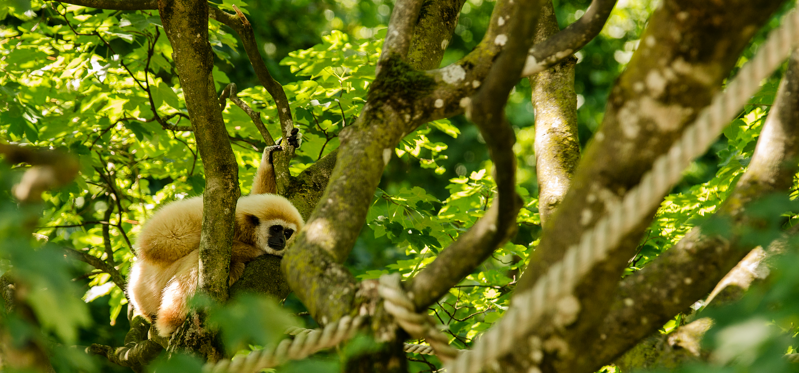 A Typical Day in the Jungle with the Gibbon Experience