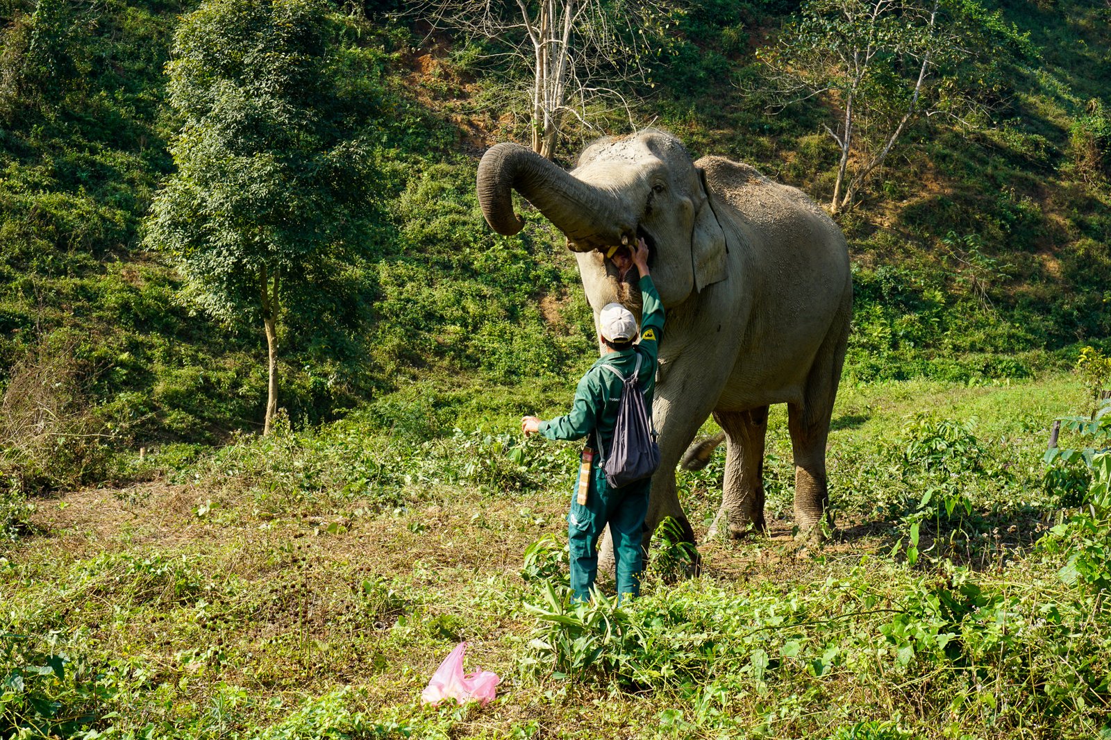 Best Places to See Elephants in Laos (Ethically)