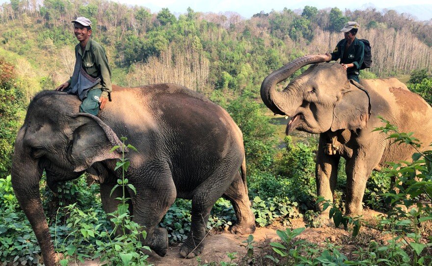 Cultural and Spiritual Significance of Elephants in Laos