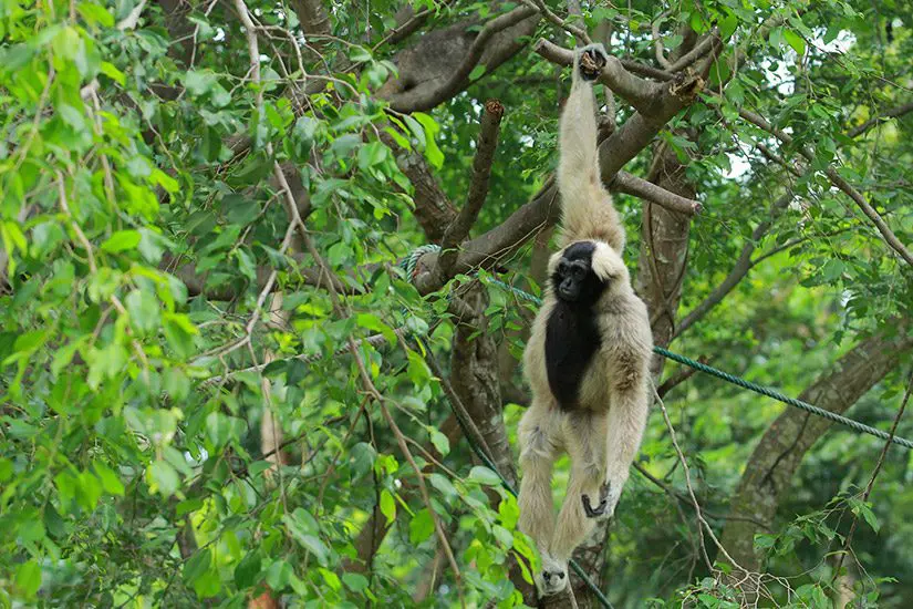 Gibbon Experience travel