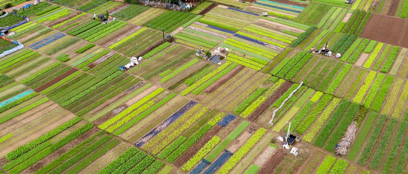 Tra Que Vegetable Village