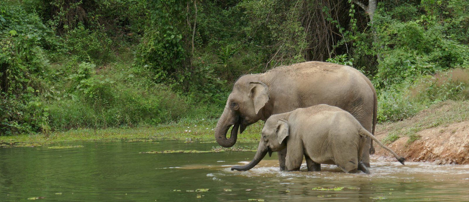 Where to See the Elephant, the Soul of Laotian Culture