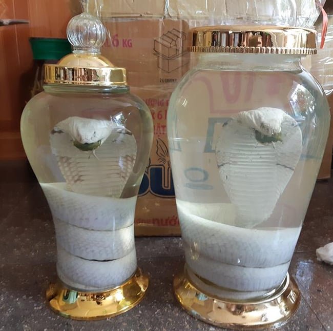 Taste Profile of Vietnam Snake Wine