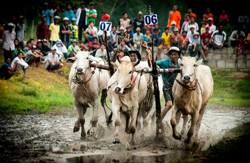 Khmer Bull Racing Festival