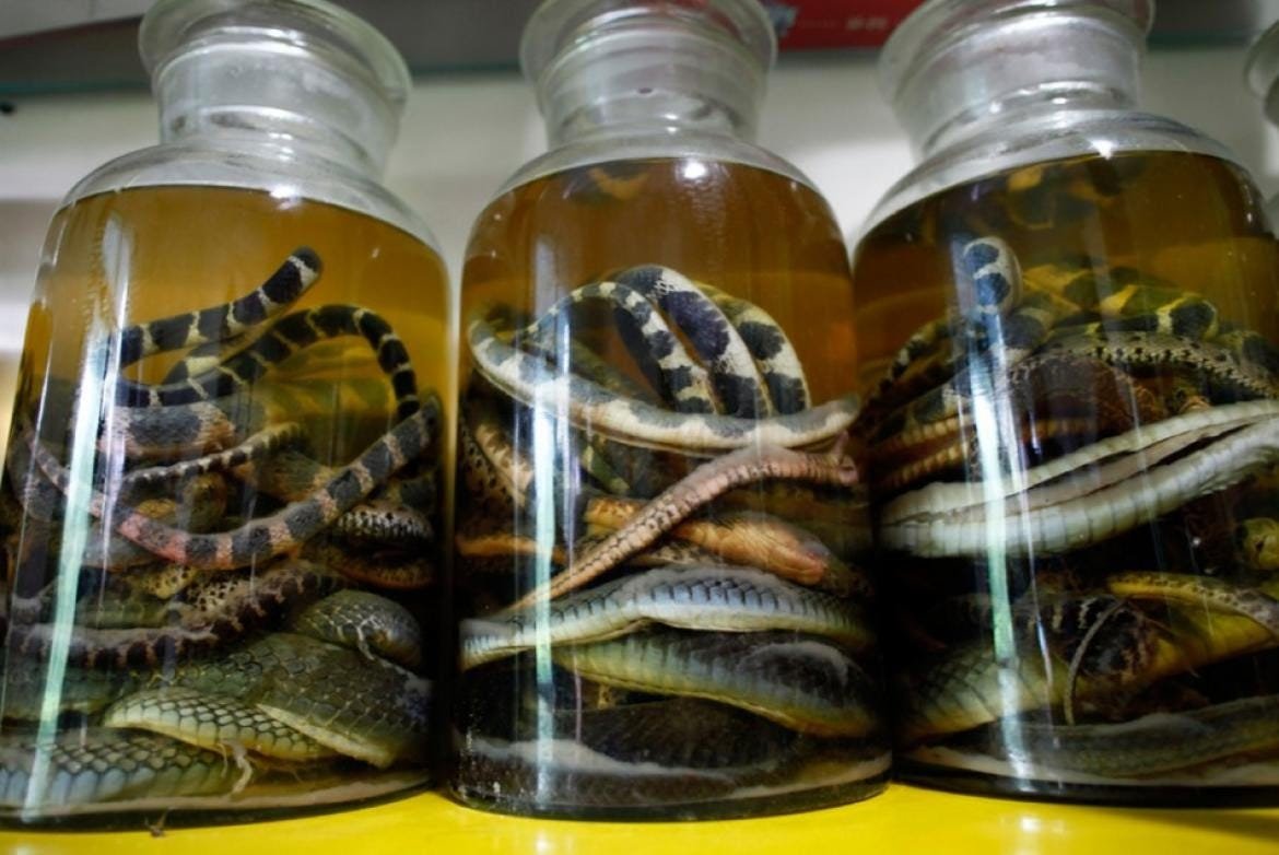 What Is Snake Wine