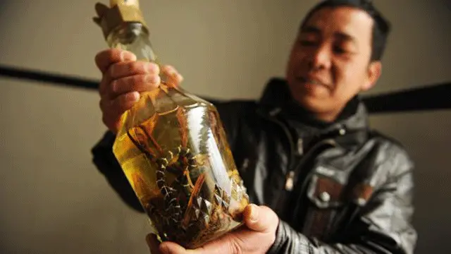How Is Snake Wine Made