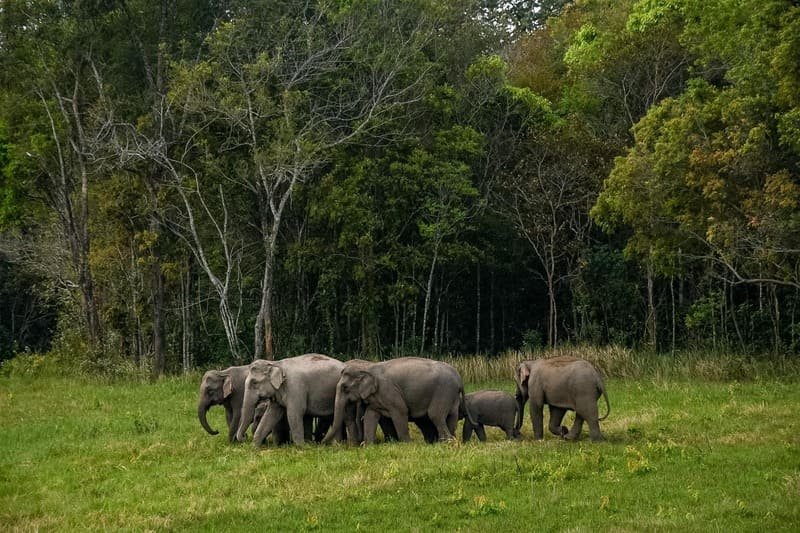 Natural Wonders of Khao Yai