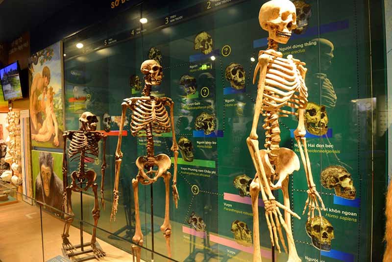 Vietnam Museum of Nature
