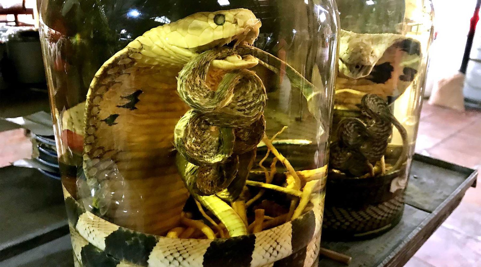 Vietnam Snake Wine: A Cultural Experience Beyond Courage