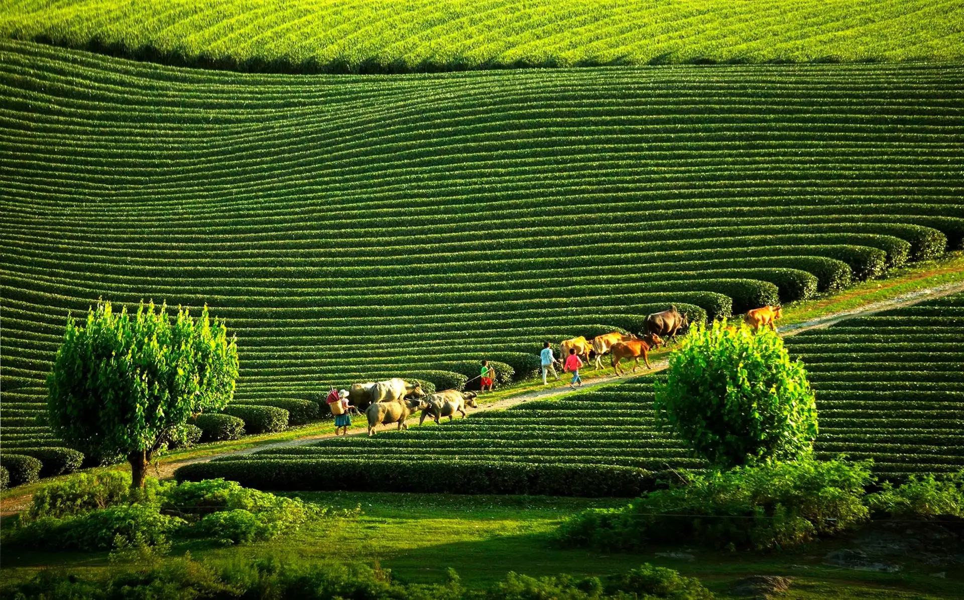 Moc Chau Vietnam