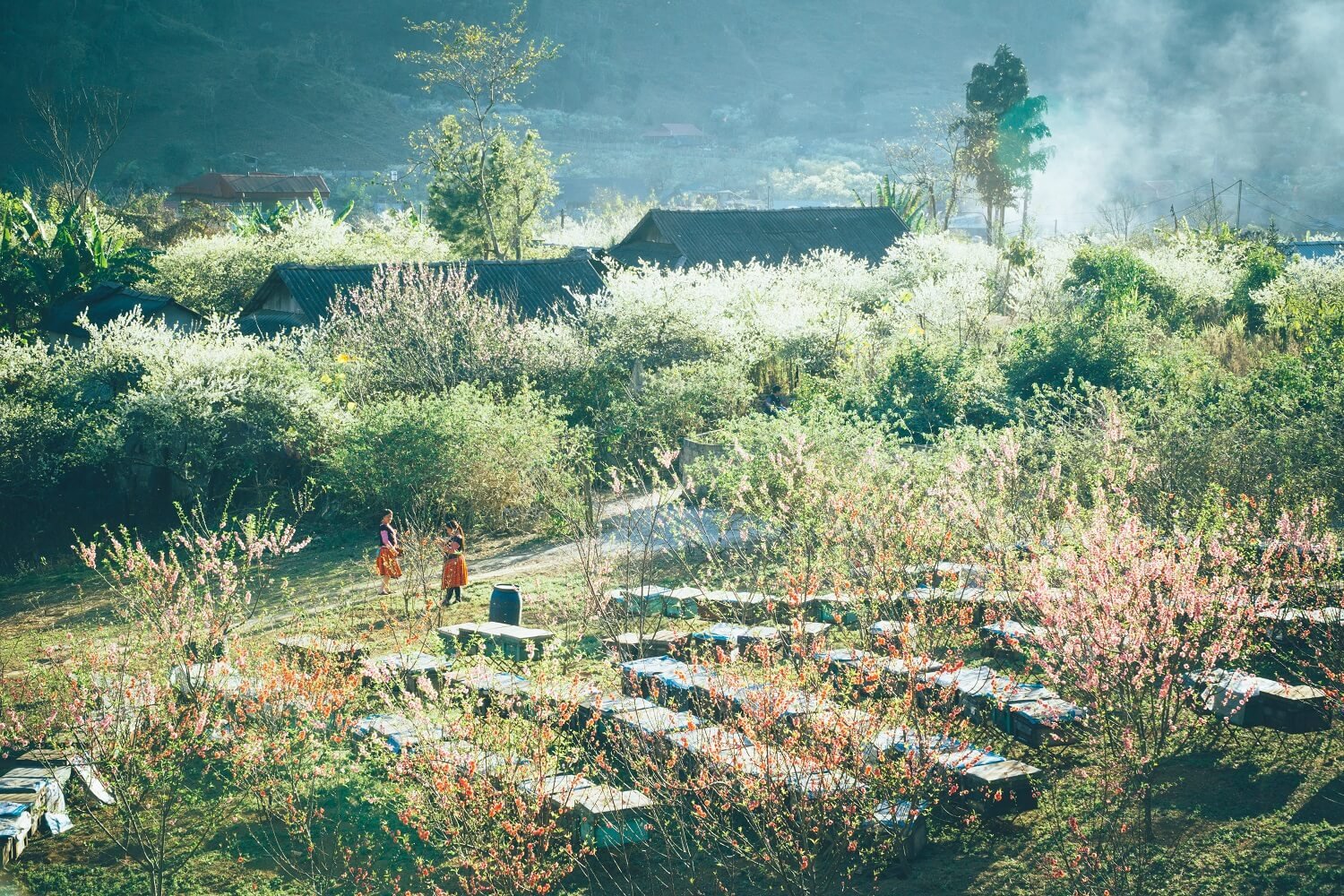 Moc Chau Vietnam 2025