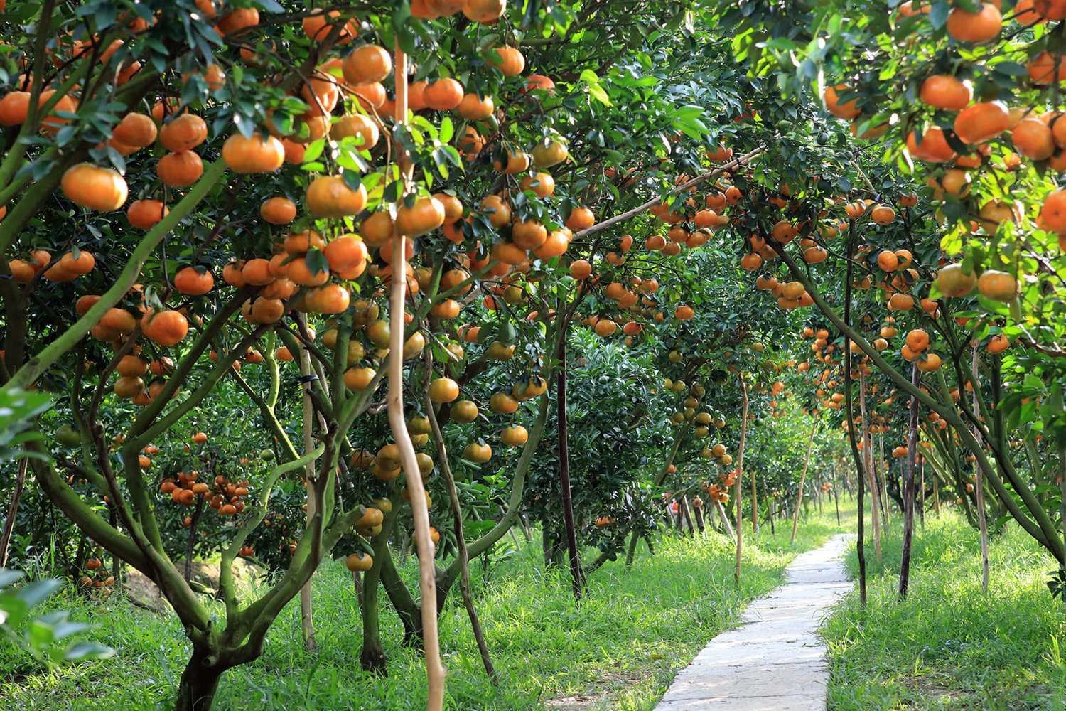 Best Things to Do in Ben Tre